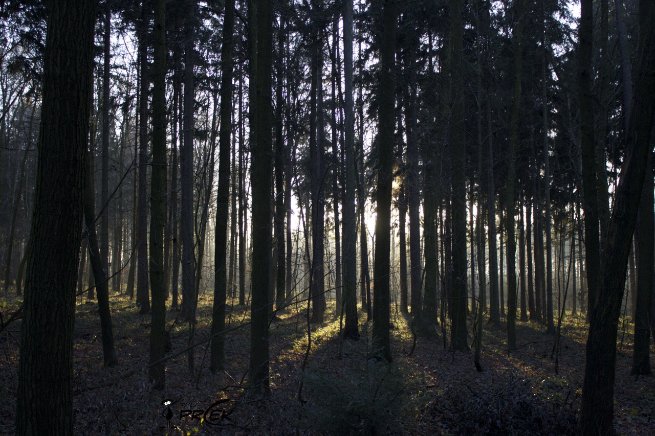 Příroda55.jpg