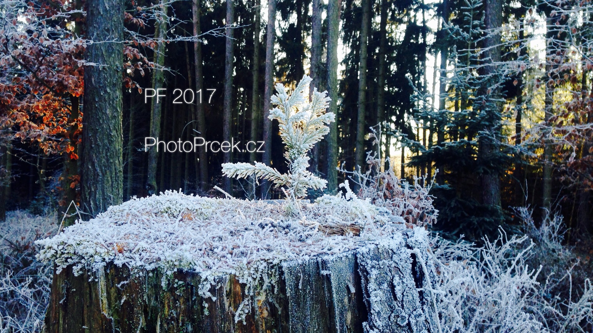 Příroda6.JPG