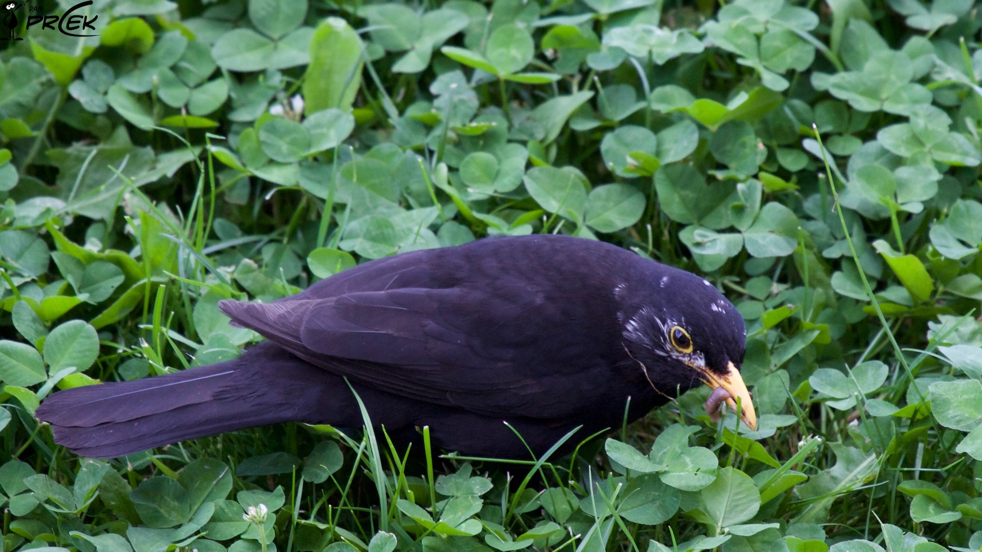 Fauna11.jpg