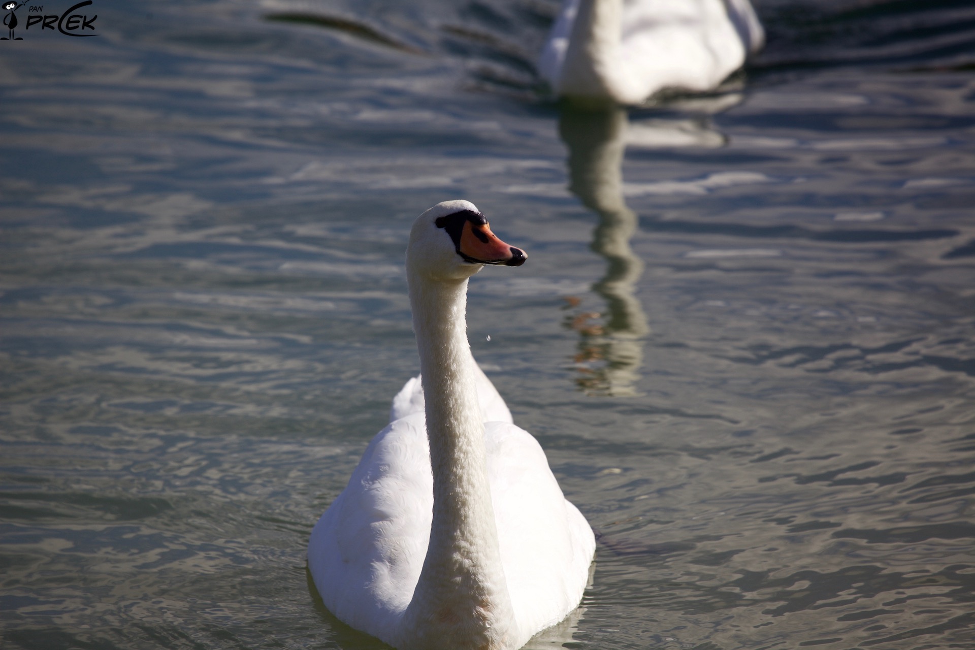 Fauna12.jpg
