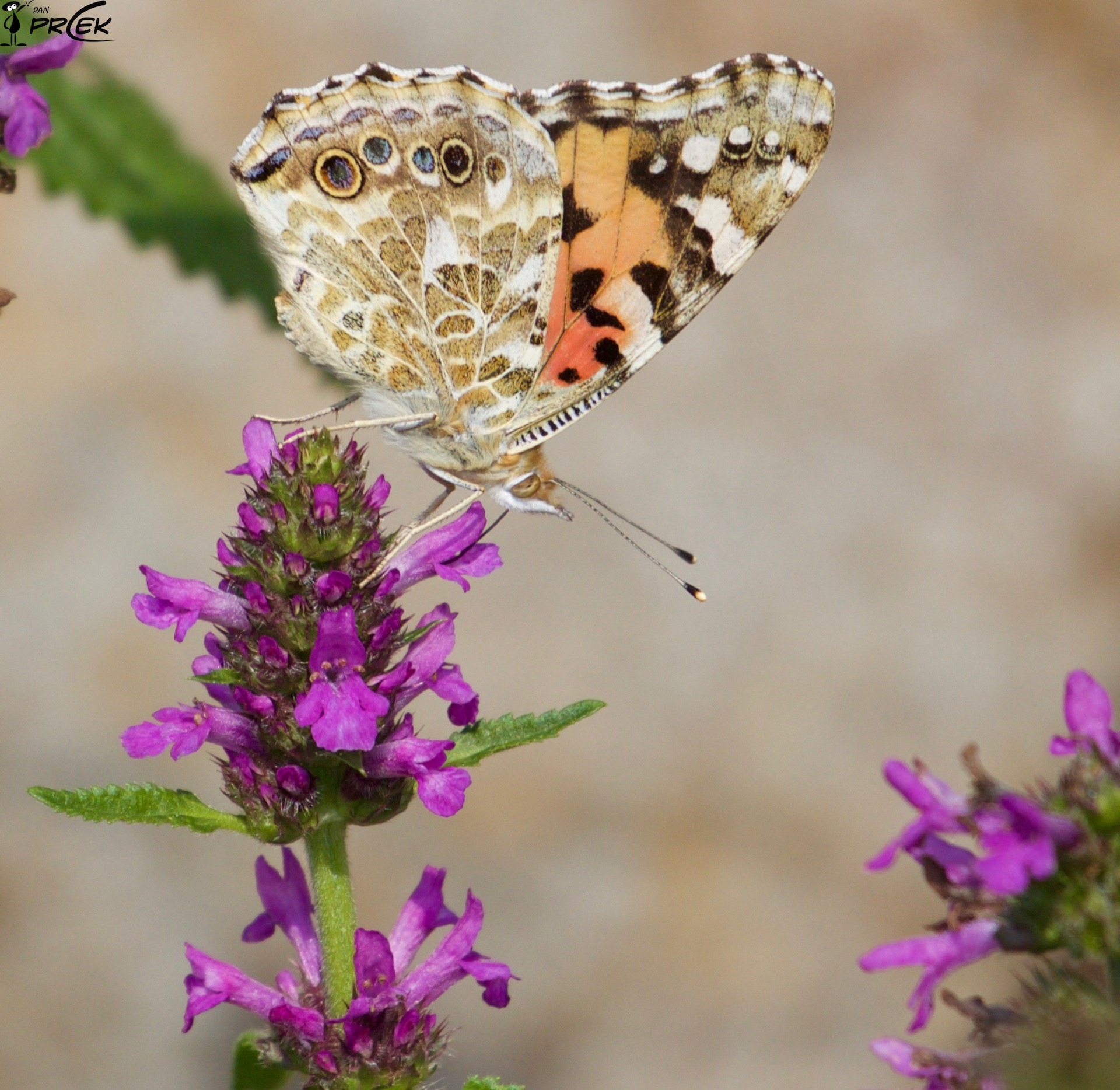 Fauna2.jpg