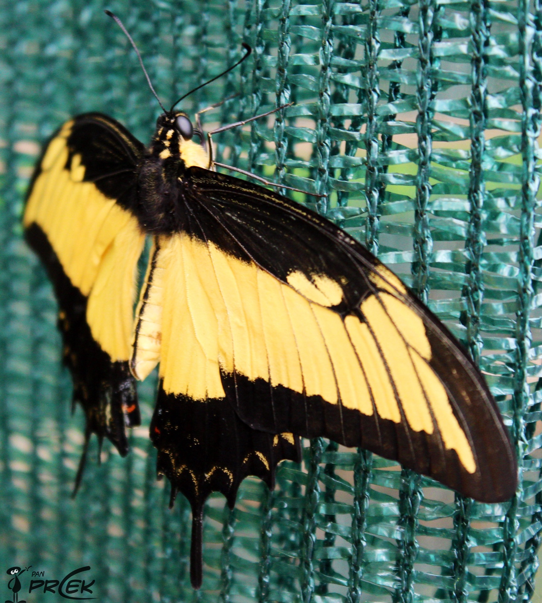 Fauna20.JPG