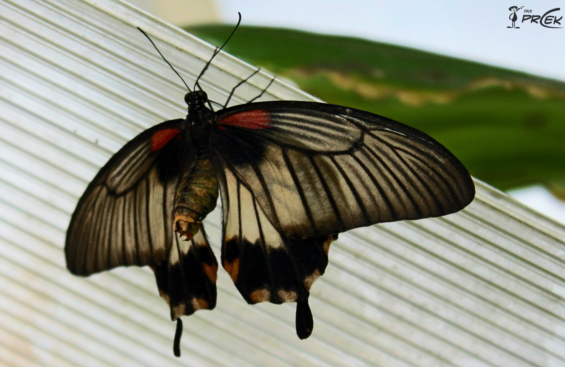 Fauna25.JPG