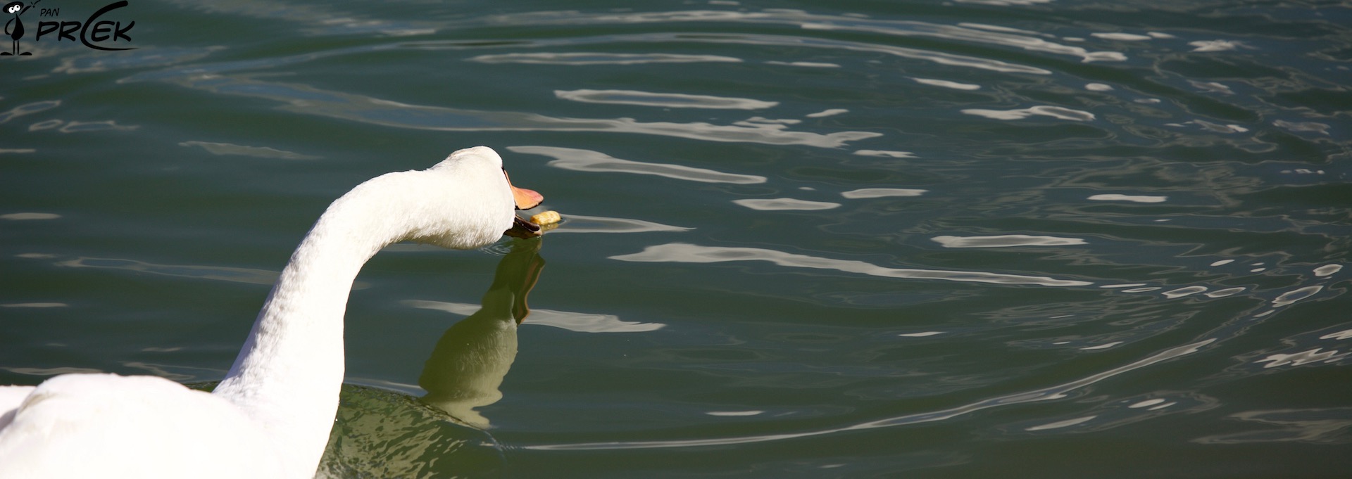 Fauna34.jpg
