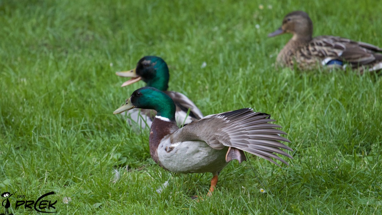 Fauna39.JPG