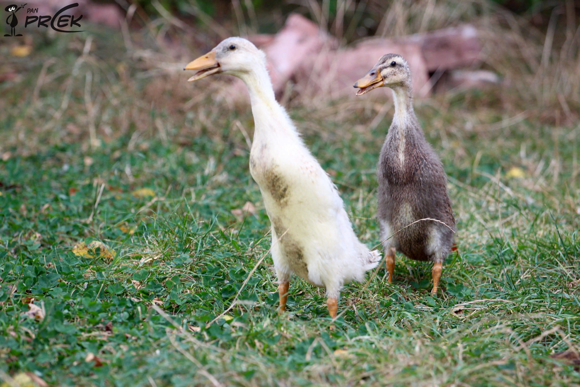 Fauna4.JPG