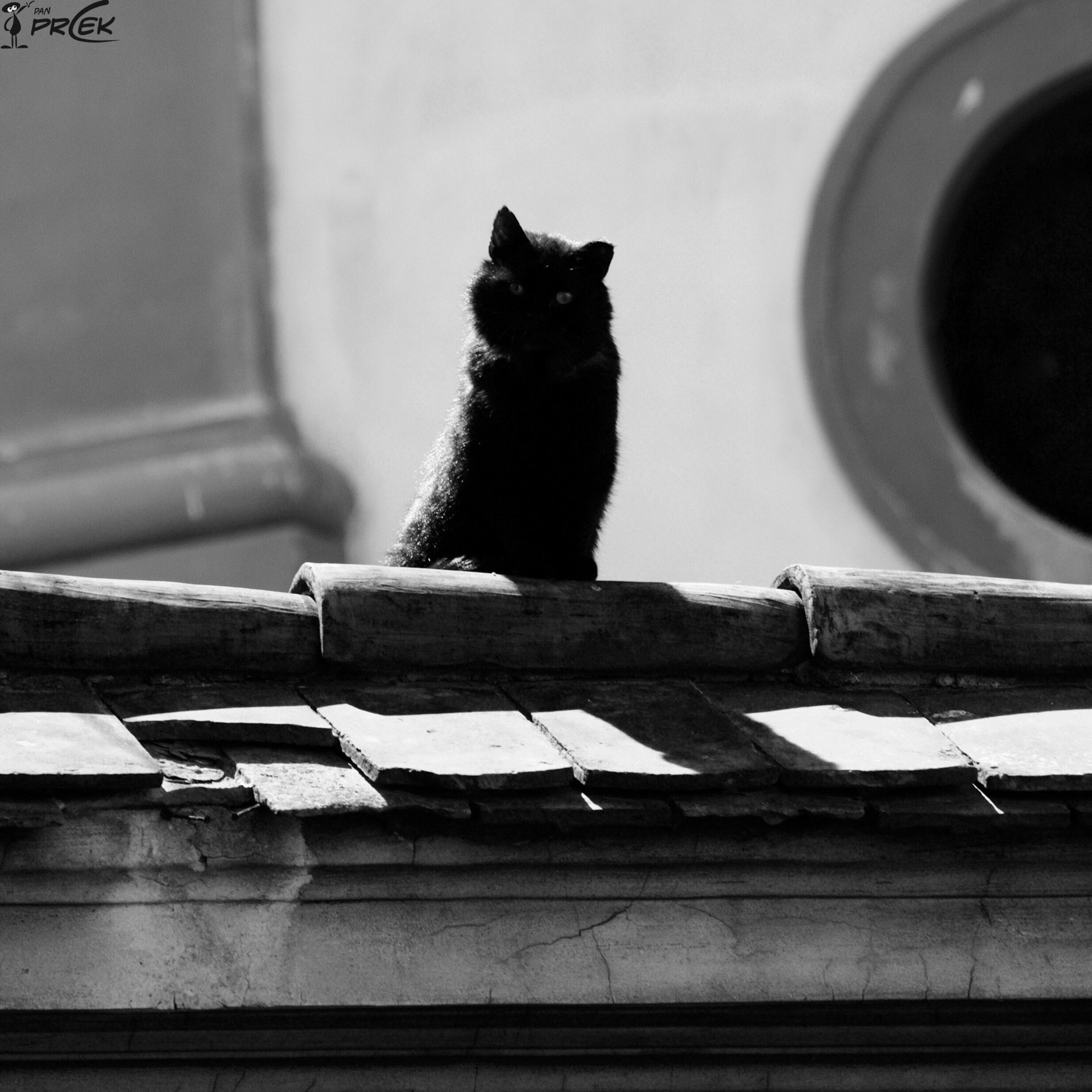 Fauna45.JPG
