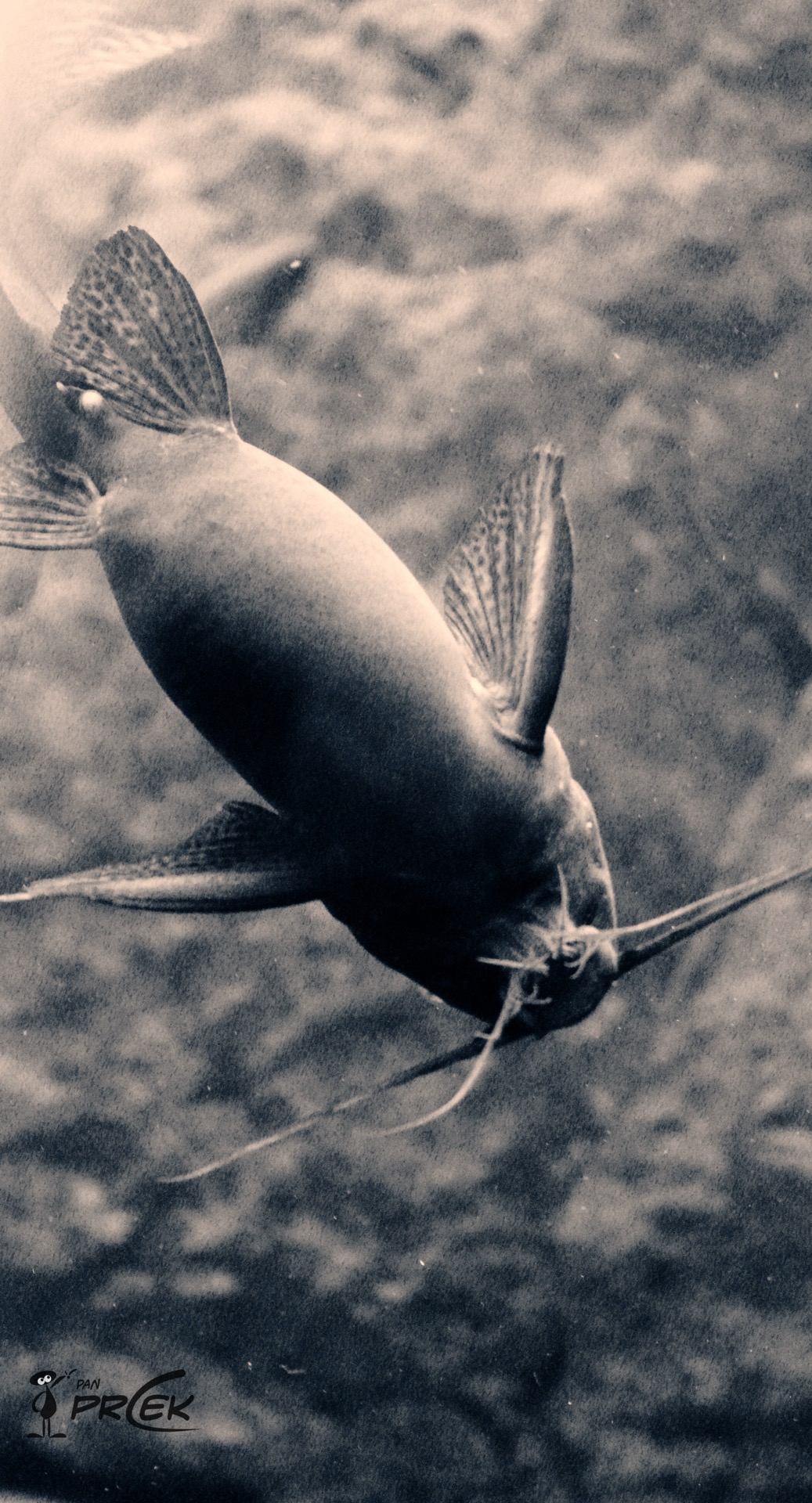 Fauna5.JPG