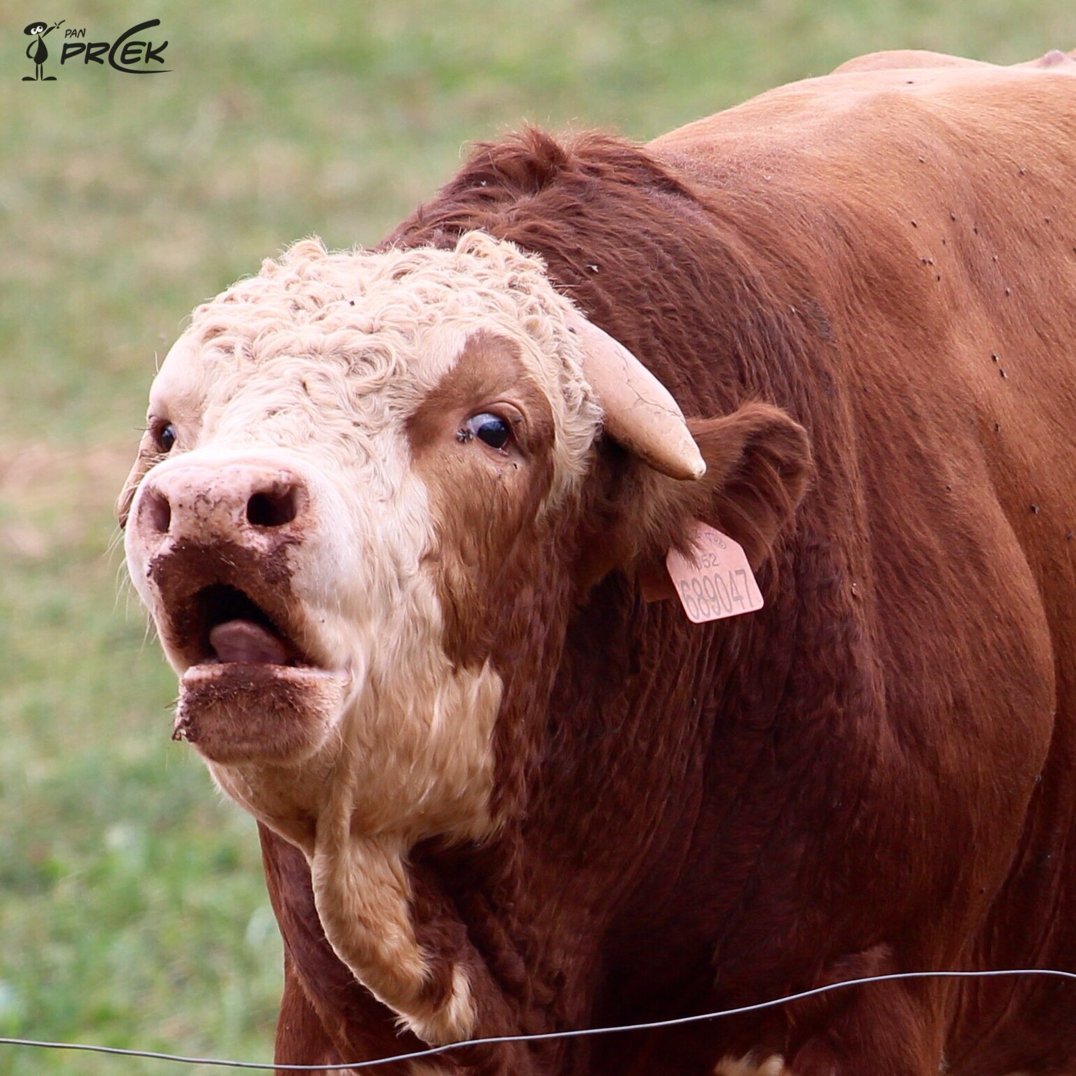 Fauna58.JPG