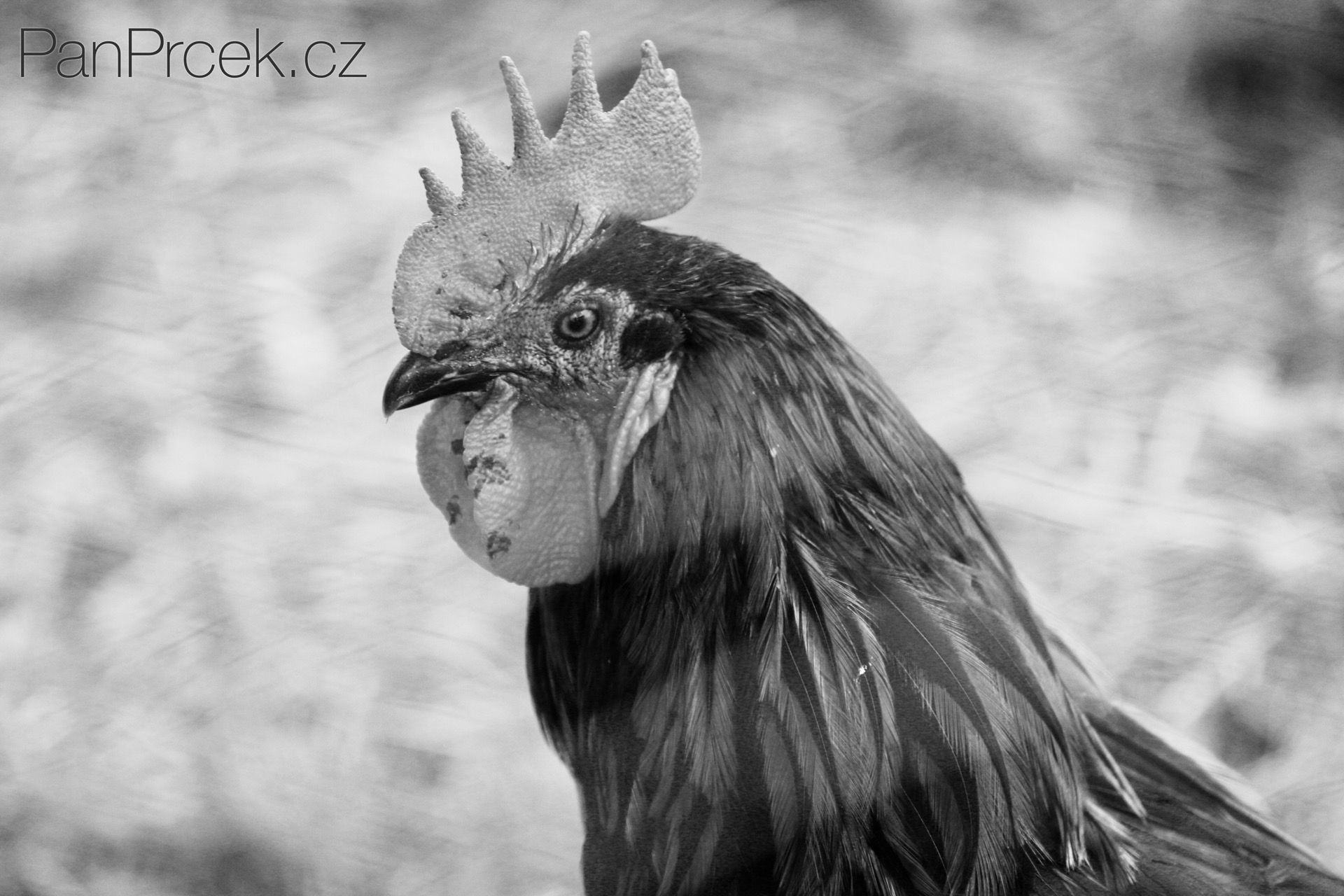 Fauna6.JPG