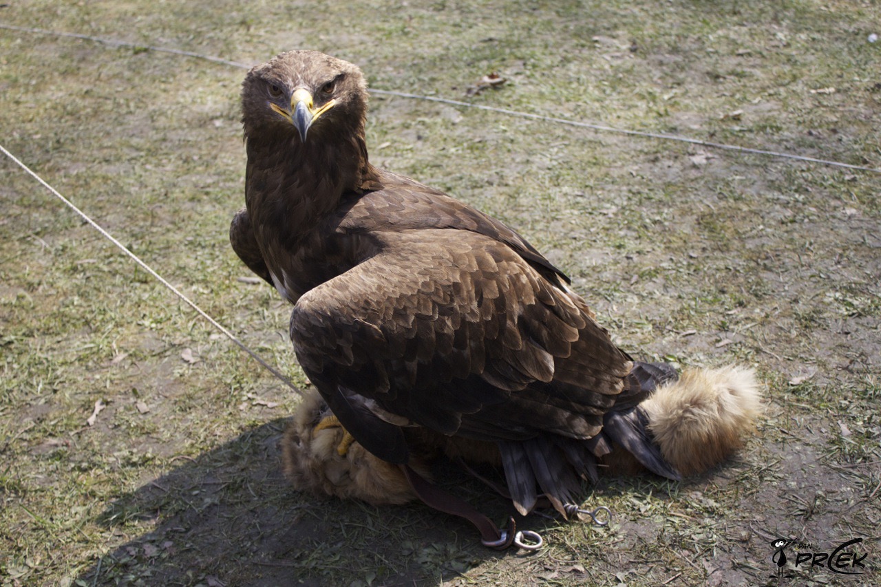 Fauna60.jpg