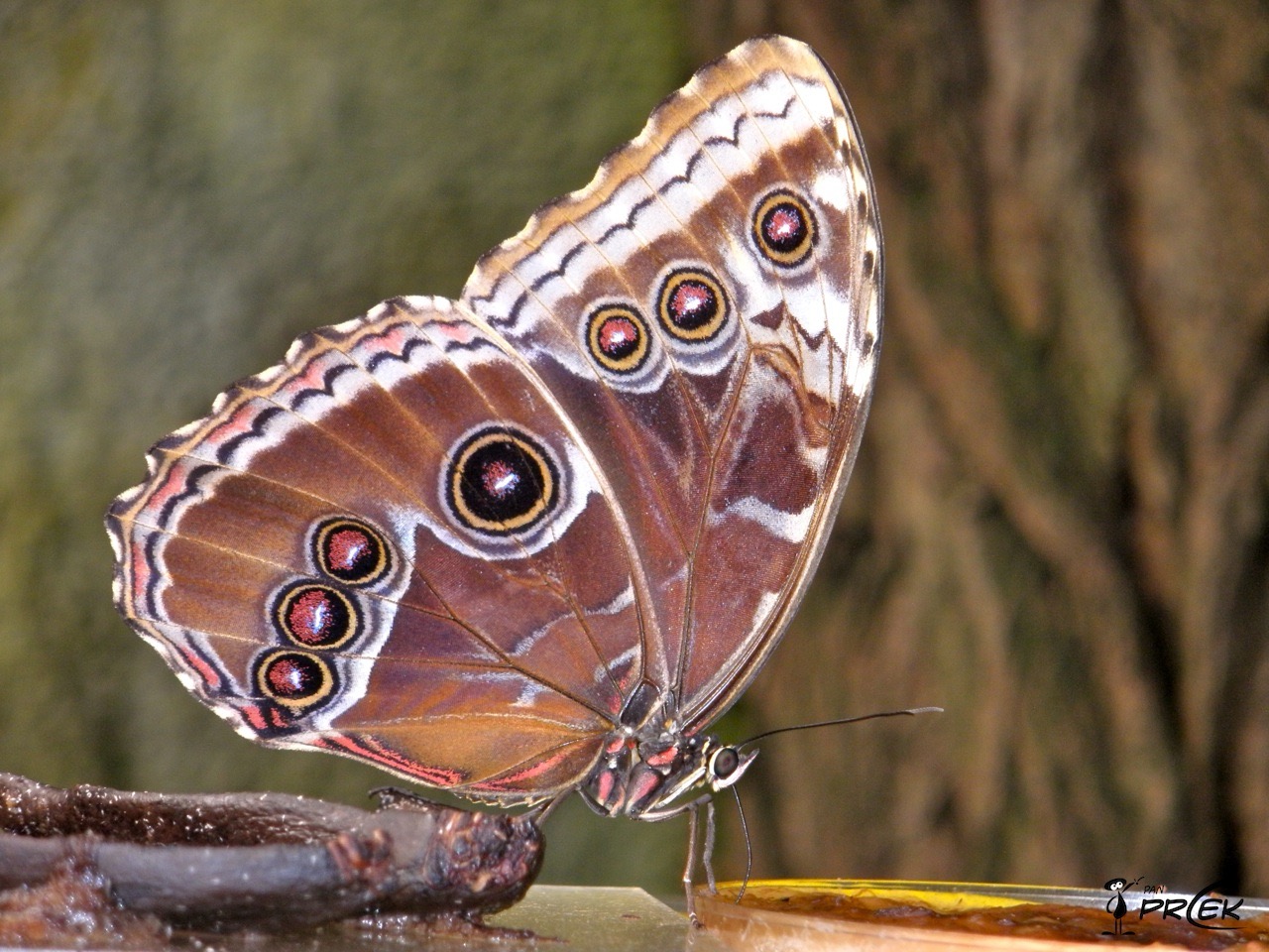 Fauna61.jpg