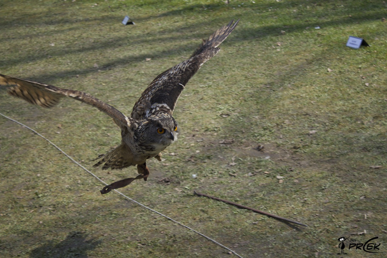 Fauna62.jpg