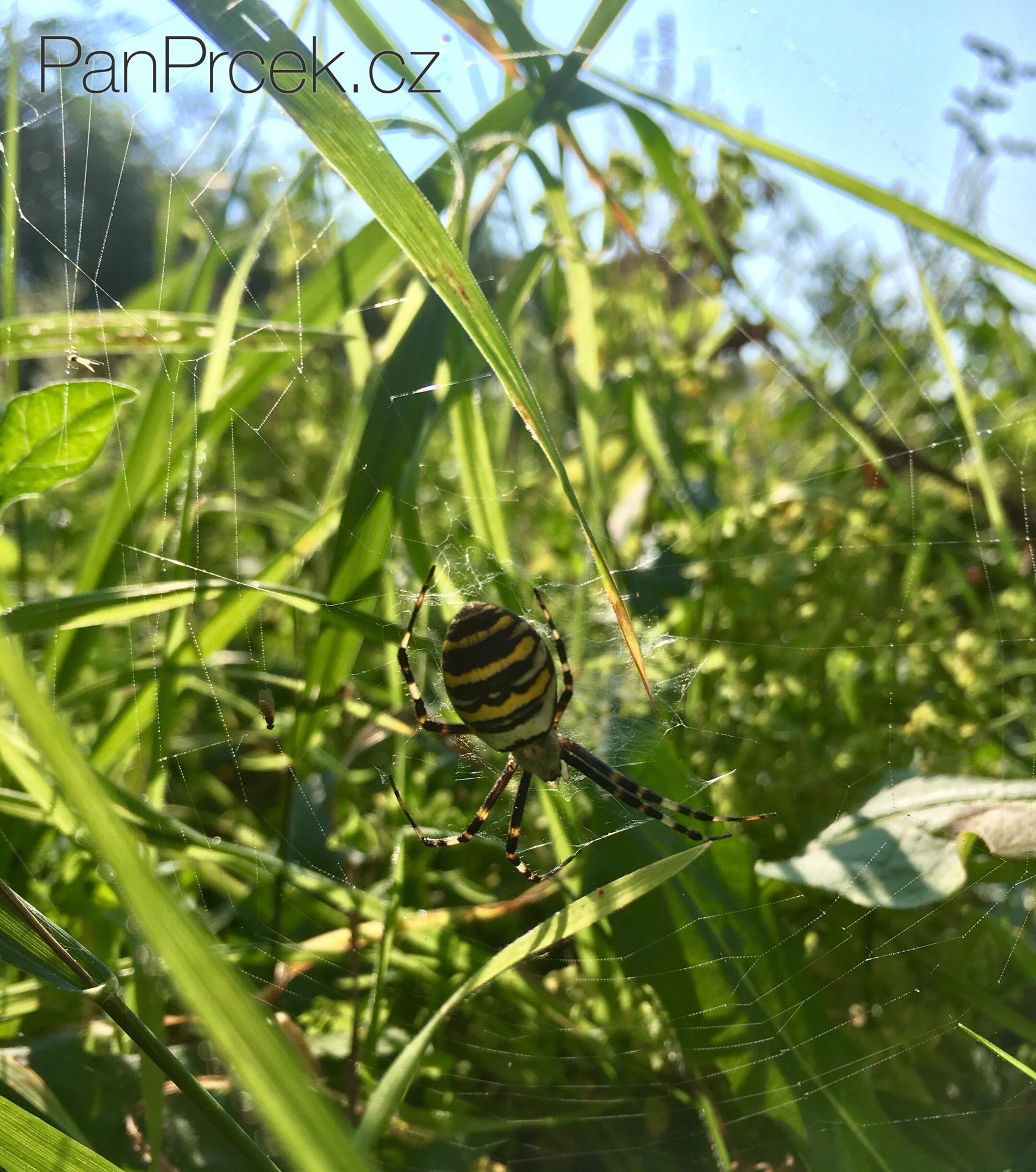 Fauna7.JPG