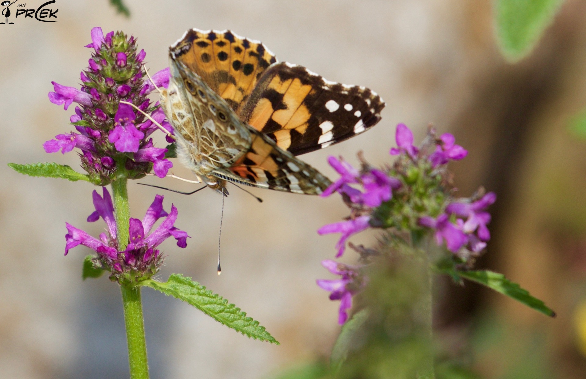 Fauna8.jpg